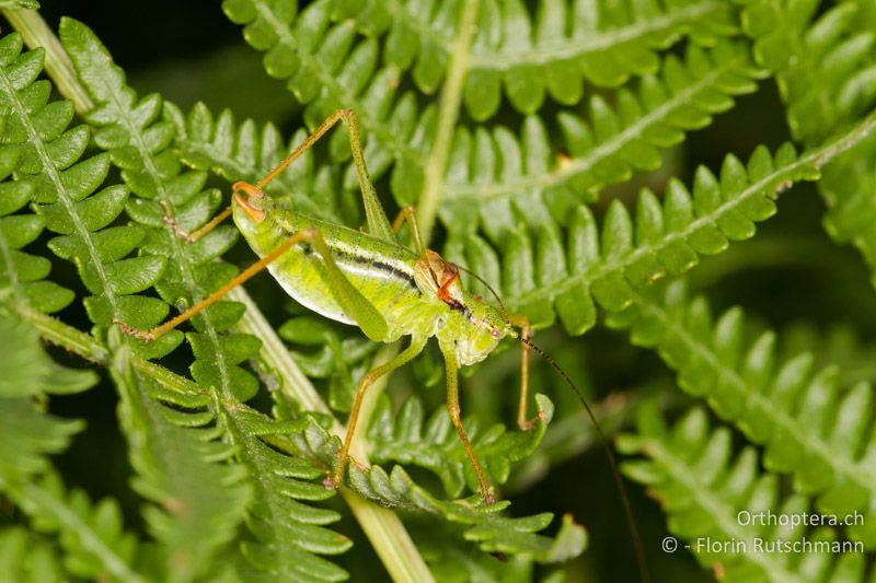 Poecilimon gracilis ♂ - GR, Westmakedonien, Mt. Vernon, 08.08.2012