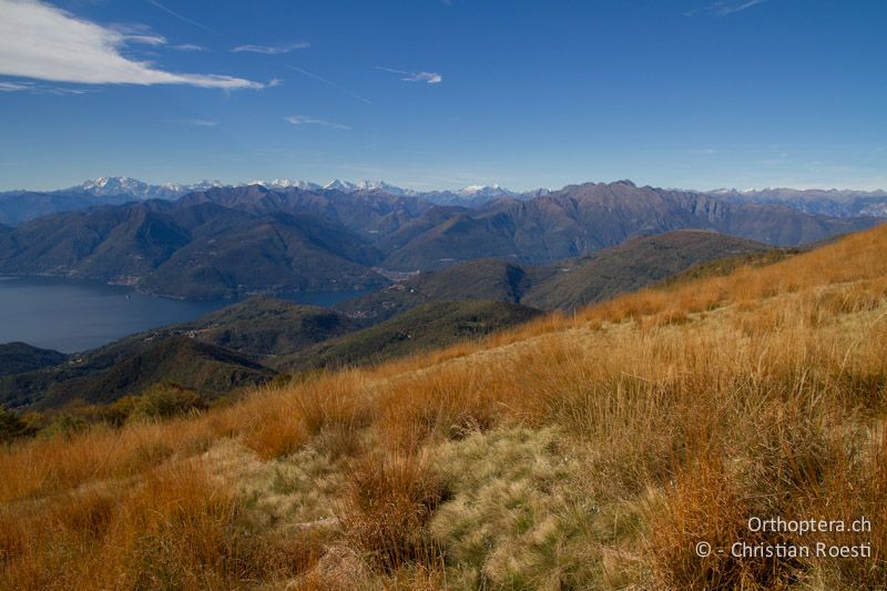 Bergweide. Zwischen den dichten, bultenartigen Grashorsten findet Chorthippus eisentrauti ausreichend offene Flächen - CH, TI, Mt. Lema, 12.10.2011
