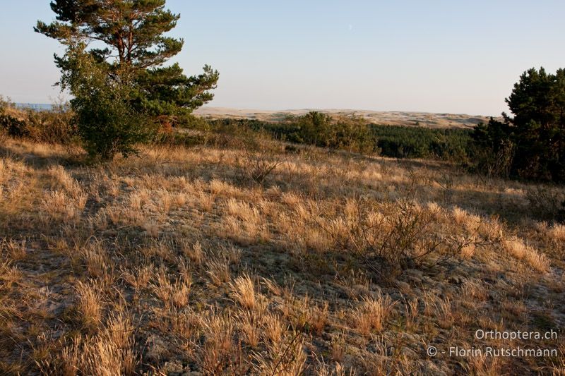 Dünenvegetation - LT, Klaipėda, Kurische Nehrung, 27.08.2009