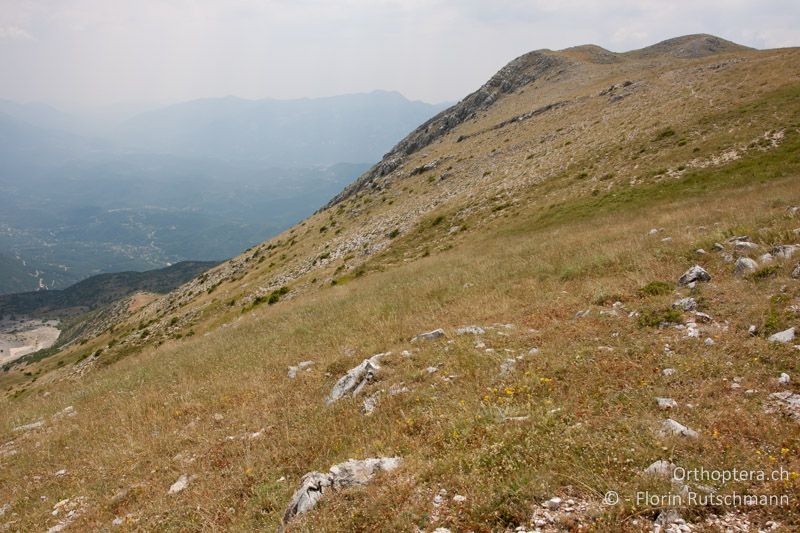 Kurzrasige beweidete Bergwiesen - GR, Epirus, Mt. Tomaros, 13.07.2011