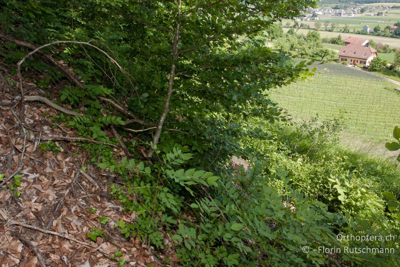 Waldrand mit Falllaub - CH, TG, Immenberg, 05.06.2013