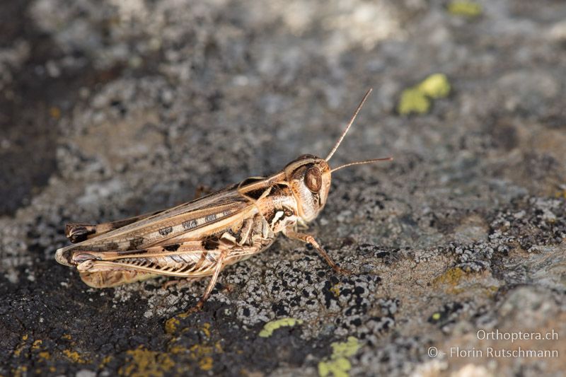 Dociostaurus brevicollis ♀ - GR, Zentralmakedonien, Mt. Varnous, 12.07.2017