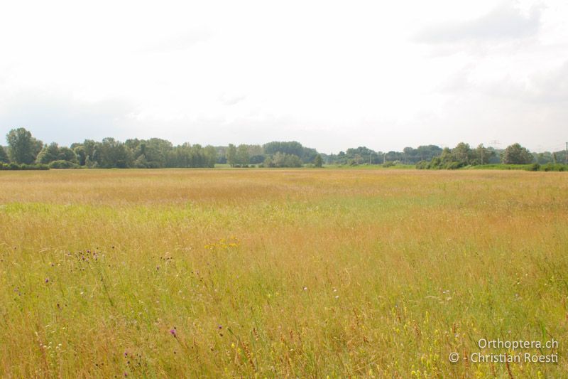 Steppenartige Magerwiese - AT, Niederösterreich, Ebergassing, 26.06.2008