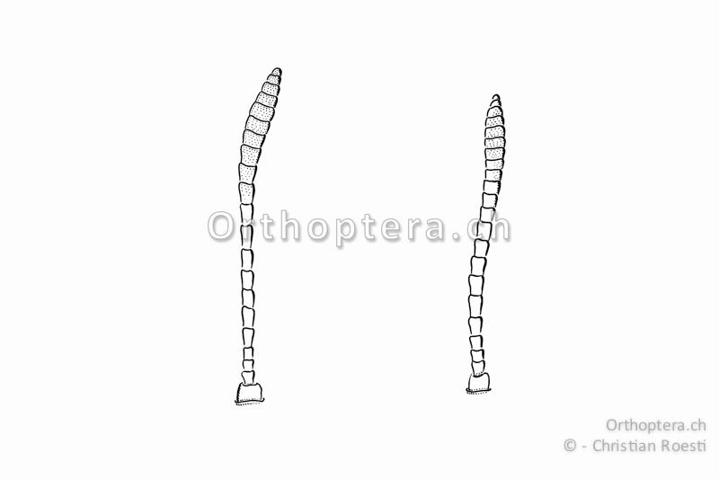 Fühler von Aeropedellus variegatus, links vom ♂ rechts vom ♀. Sie sind untersetzt und an der Spitze nur wenig erweitert.