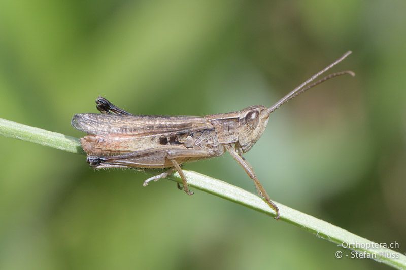 Weissfüssiger Grashüpfer (Chorthippus oschei) ♀ - GR, Westmakedonien, Kleiner Prespasee 13.07.2017