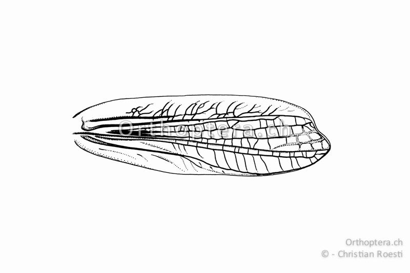 Linker Vorderflügel von Euthystira brachyptera ♂.
