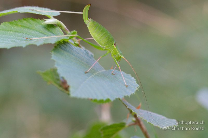 Leptophyes laticauda ♀ - CH, TI, Monte im Muggiotal, 04.09.2013