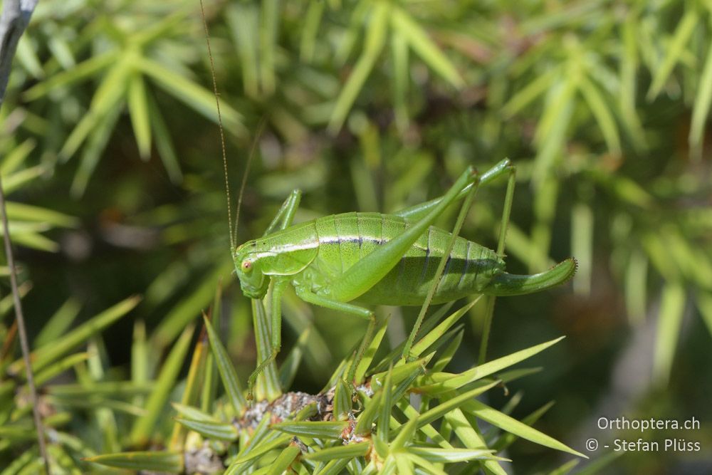 ♀ von Poecilimon elegans - HR, Istrien, Skitača, 24.06.2016