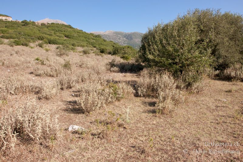 Strukturreiche Weidelandschaft mit lückiger Vegetation und offenen Bodenstellen - GR, Epirus, Ampelia, 11.07.2011