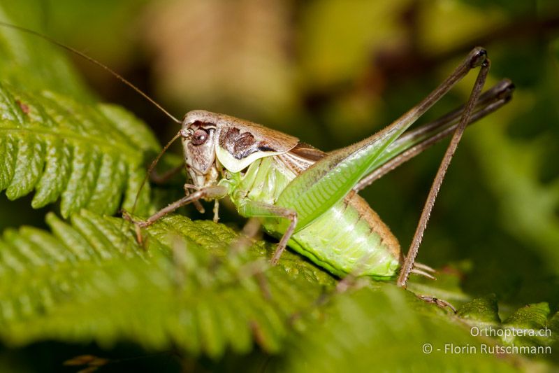 Pholidoptera littoralis insubrica ♂ - CH, TI, Mugena, 22.08.2011