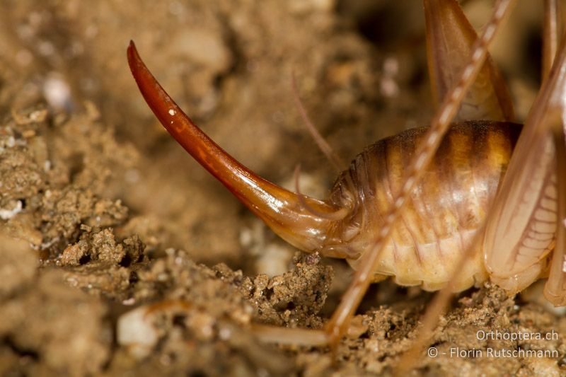Hinterleibsende mit Legeröhre von Dolichopoda geniculata ♀ in Seitenansicht - CH, TI, Mendrisio, 07.11.2013