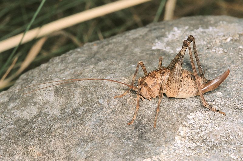 Troglophilus cavicola ♀ - CH, GR, Puschlav, 30.06.2004