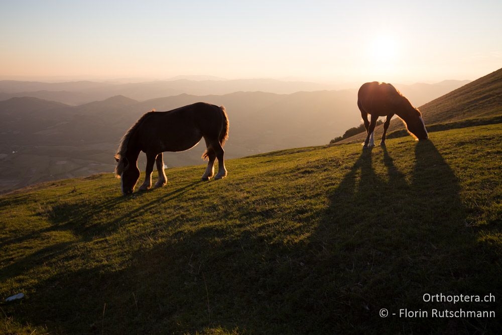 Abendstimmung - IT, Umbrien, Mt. Cucco, 26.09.2014
