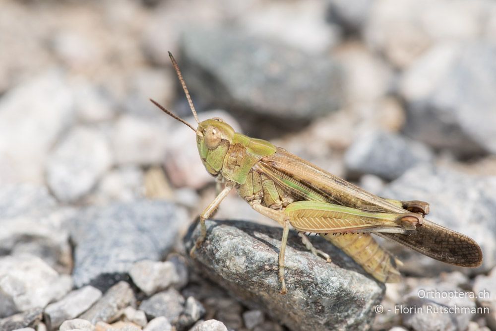 Aiolopus thalassinus ♂ - GR, Zentralmakedonien, Methoni, 19.06.2015