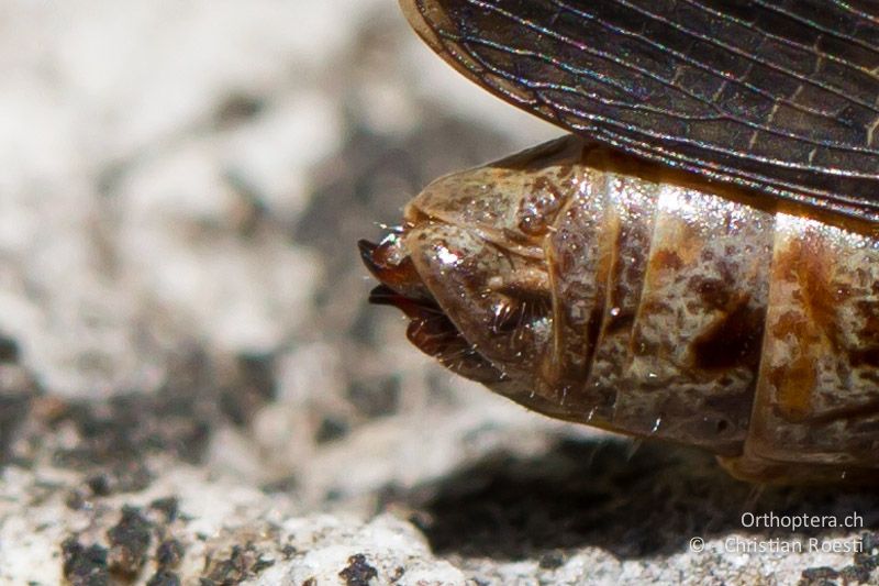 Hinterleibsende von Omocestus rufipes ♀. Die Legeröhrenklappen sind kurz - CH, TI, Mt. Caslano, 14.09.2012