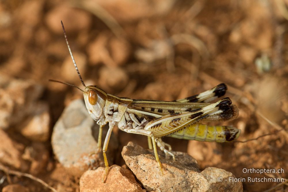 Ramburiella turcomana Männchen - Südöstlich von Florina, 12.07.2012