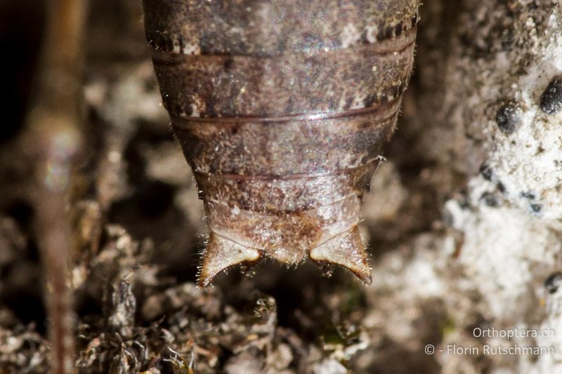 Hinterleibsende von Antaxius difformis ♂ mit den dreieckigen Cerci - CH, TI, Mt. Generoso, 15.09.2012