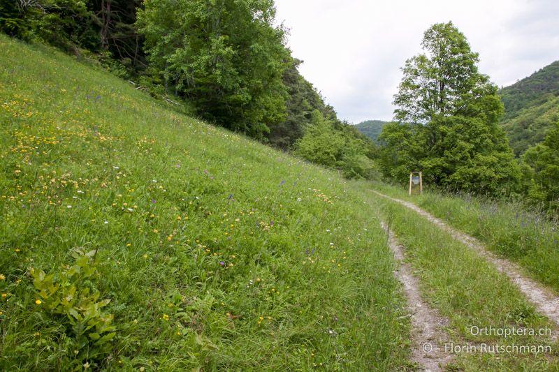 Halbtrockenrasen - CH, SH, Merishausen, 13.06.2013