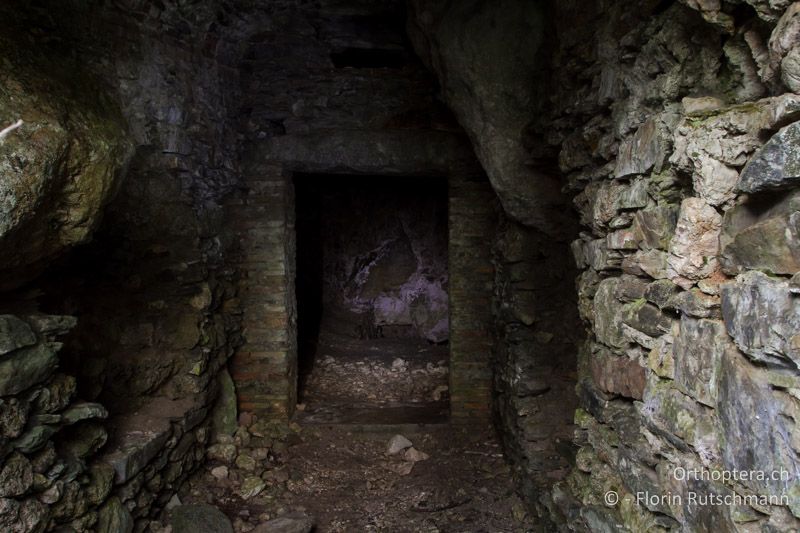 Eingangsbereich der Grotte bei Mendrisio. Bei Lichtkontakt verkriecht sich Dolichopoda geniculata in den Mauerritzen - CH, TI, Mendrisio, 07.11.2013