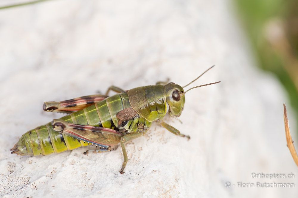 Podisma goidanichi ♀ - IT, Marken, Sibyllini-Gebirge, 29.09.2014