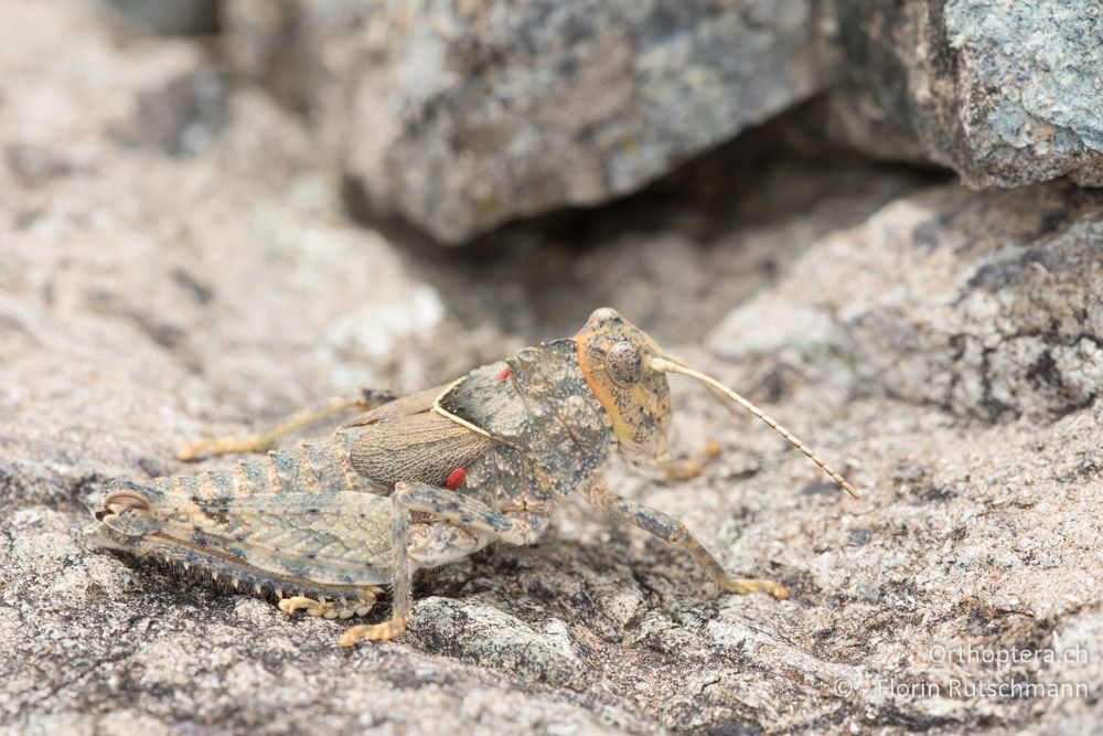 Glyphotmethis heldreichi ♂ - GR, Thessalien, Larissa, 18.06.2015