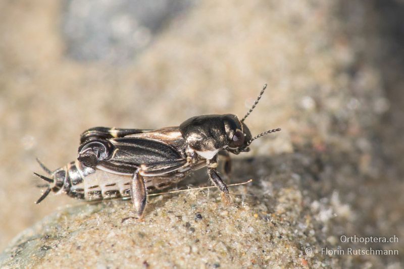 Xya variegata ♀ - GR, Thessalien, Meteora, 25.05.2016