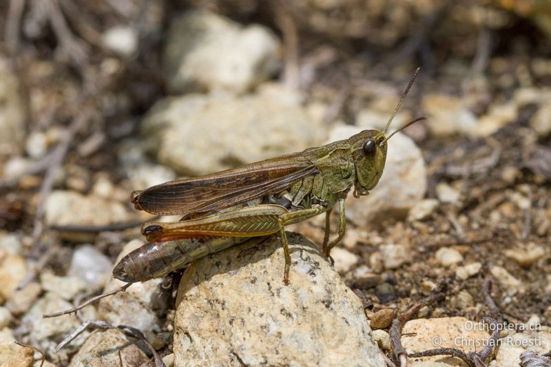 Stauroderus scalaris ♀, eifarbig ocker-marmoriertes Exemplar - CH, VS, Riederalp, 01.07.2011