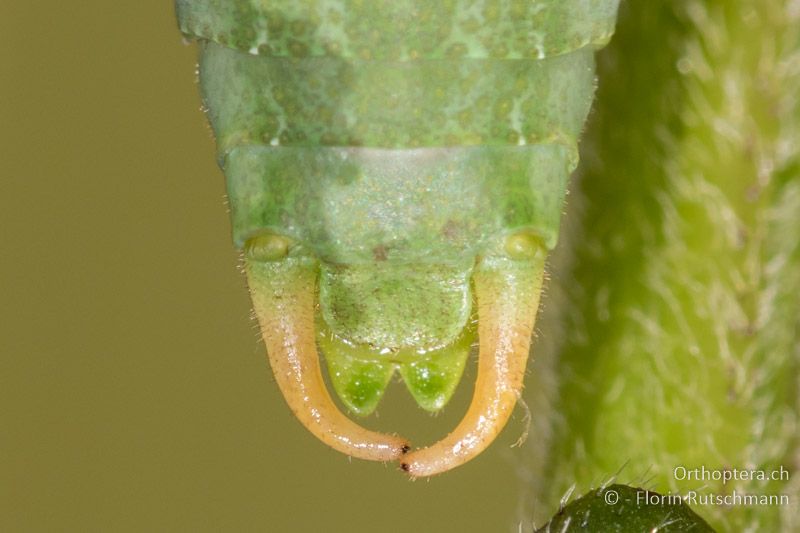 Cerci von Isophya modesta ♂ - AT, Burgenland, Rohrbach bei Mattersburg, 05.07.2016