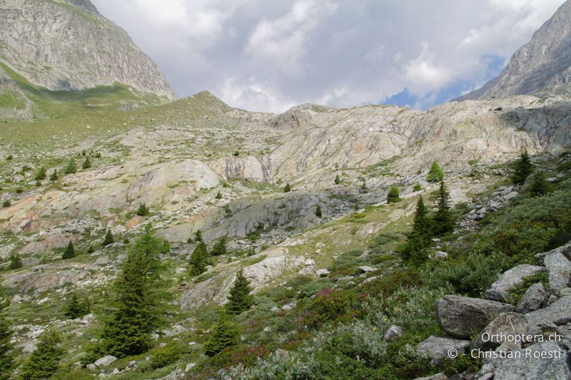 Gletscherschliffe und Geröll mit Zwergstrauchheiden - CH, VS, Flanke des Sparrhorns bei Belalp, 07.07.2011