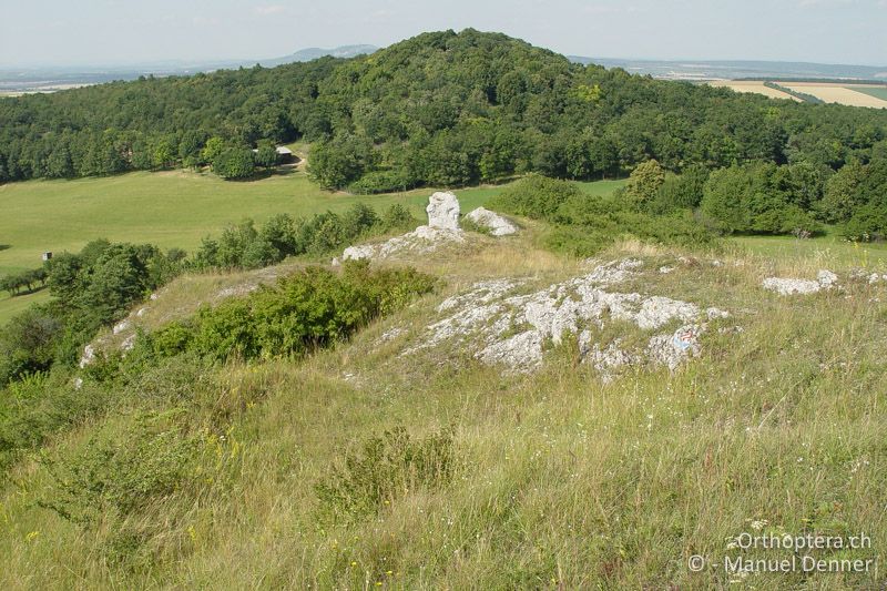 Isoliertes Vorkommen von Ephippiger ephippiger - AT, Niederösterreich, Falkenstein, 17.07.2004