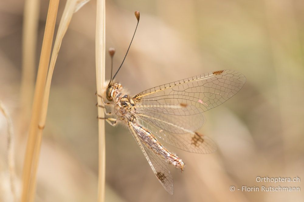 Deleproctophylla australis ♀ - GR, Thessalien, Larissa, 22.06.2015