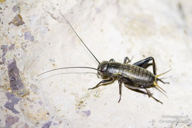 Gryllus bimaculatus, Larve, ♂ - FR, Var, Fréjus, 24.09.2014
