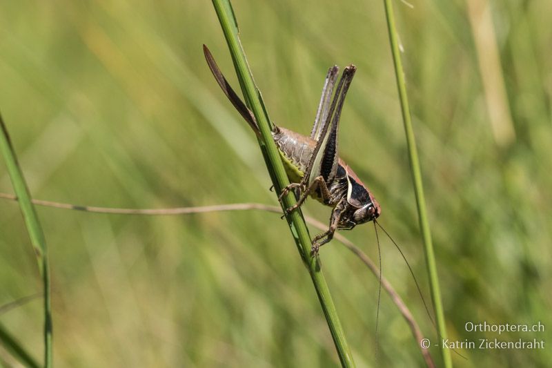Pholidoptera aptera ♀ - GR, Zentralmakedonien, Mt. Vrondous, Skistation, 09.07.2017