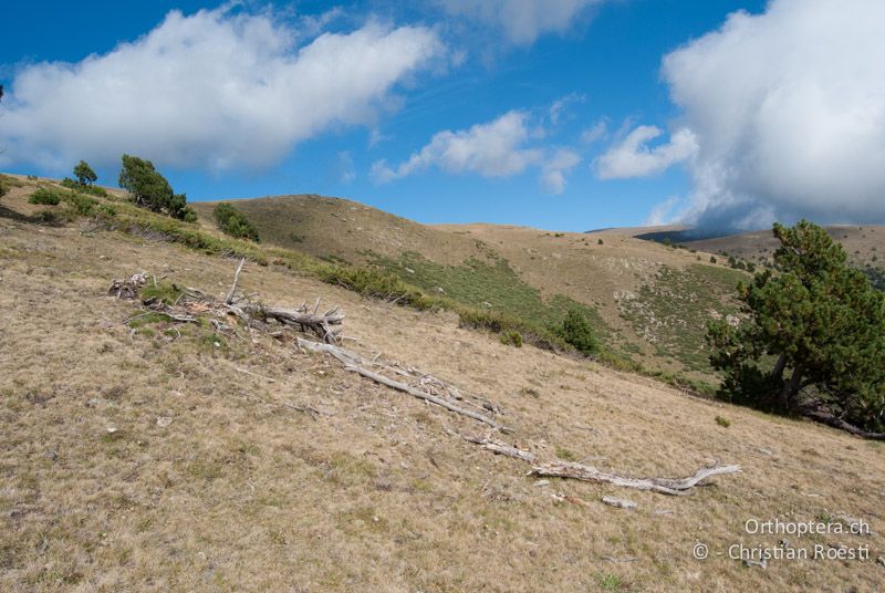 Kurzgründiger Rasen in den Pyrenäen - FR, Pyrénées-Orientales, Osseja, 05.10.2010