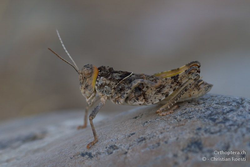 Glyphotmethis heldreichi heldreichi Männchen - Kalampaka, 17.07.2012