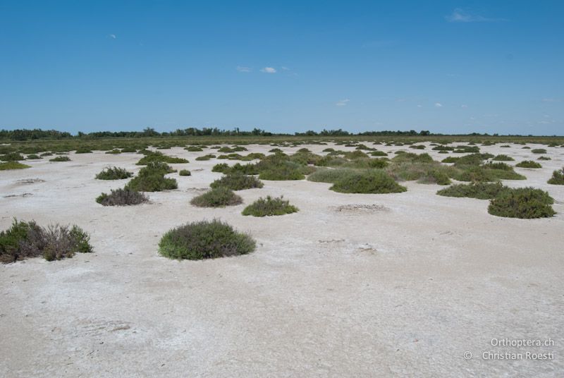 Landschaft in der Camargue