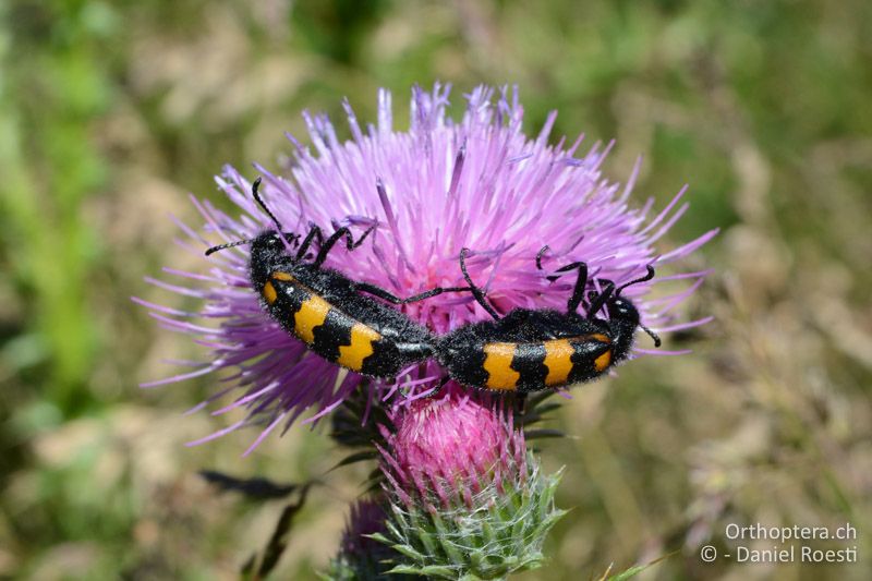 Paarung von Mylabris variabilis (Ölkäfer) - GR, Zentralmakedonien, Mt. Vrondous, Skistation, 09.07.2017