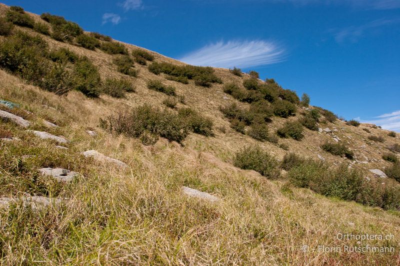 Dichte Krautschicht mit Steinen und Büschen durchsetzt - CH, TI, Mt. Tamaro, 29.08.2010