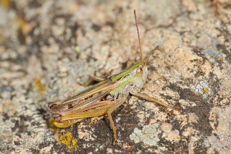 Stenobothrus nigromaculatus ♂ - GR, Westmakedonien, Mt. Smolikas, 14.07.2012