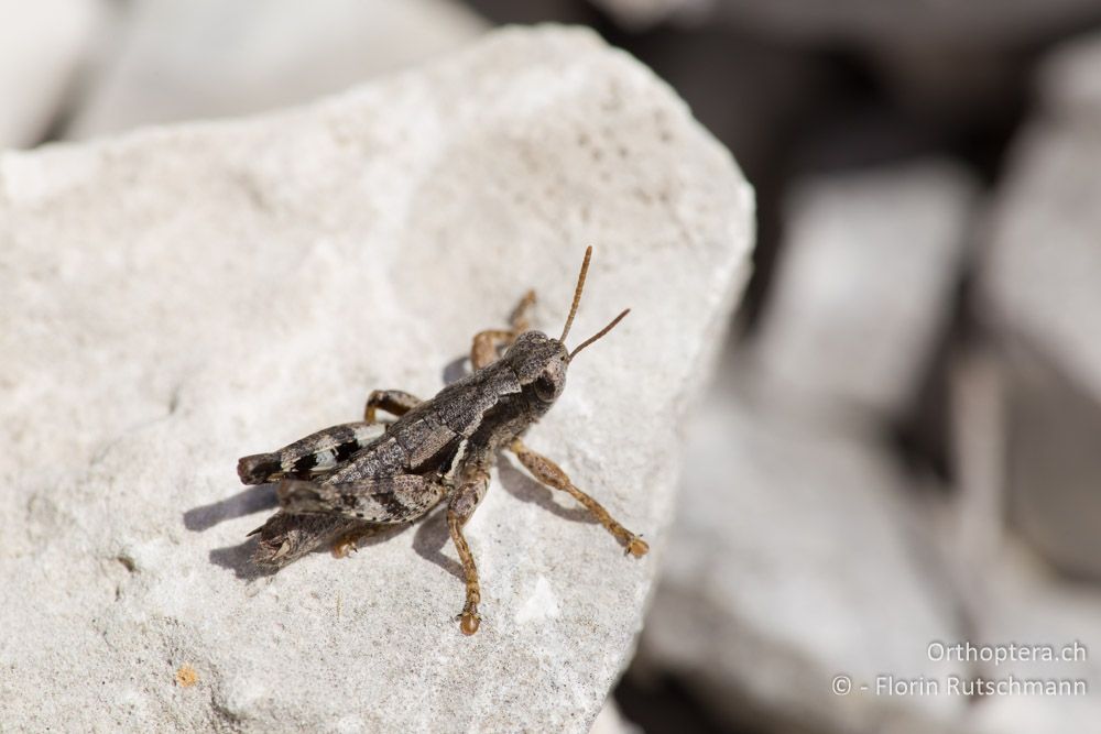 Pezotettix giornae ♂ - IT, Marken, Mt. Cucco, 26.09.2014