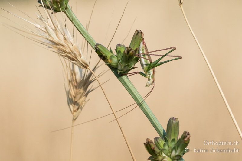 Gestreifte Zartschrecke (Leptophyes albovittata) ♂ - GR, Westmakedonien, Klidi,12.07.2017