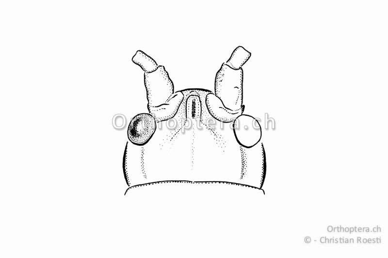 Kopf von Isophya kraussii ♂ von oben. Der Kopfgipfel (Fastigium) ist deutlich schmaler als das erste Fühlerglied (Scapus).