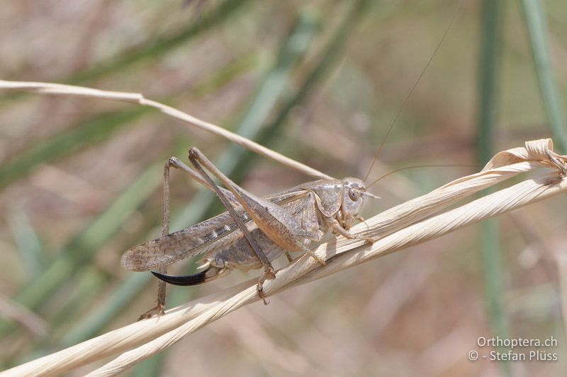 Platycleis escalerai ♀ - GR, Zentralmakedonien, Mt. Hortiatis, 04.07.2017