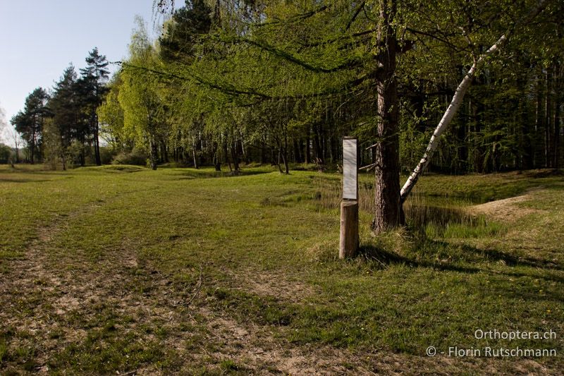 Feuchtwiese mit offenem Boden im Frühjahr und trockenen Erhebungen. Gemeinsamer Lebensraum von Tetrix undulata und Tetrix subulata - CH, TG, Lengwiler Weiher, 14.04.2007