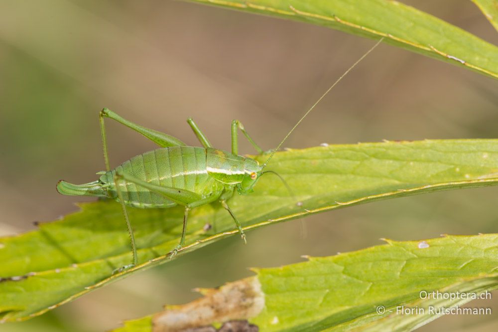 Poecilimon jonicus superbus ♀ - IT, Marken, Sibyllini-Gebirge, 29.09.2014
