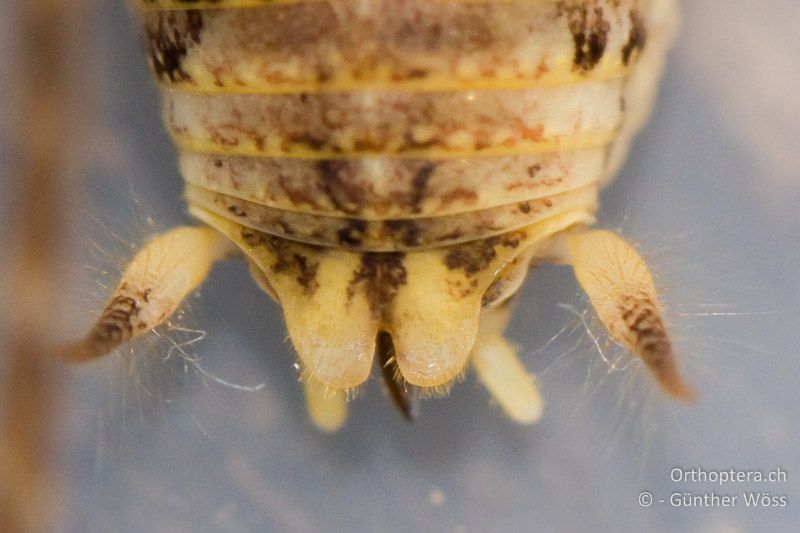 Hinterleibsende von Troglophilus cavicola ♂ von oben betrachtet. Die Endloben des 10. Rückensegments sind abgerundet - AT, Niederösterreich, Texingtal, 10.02.2011