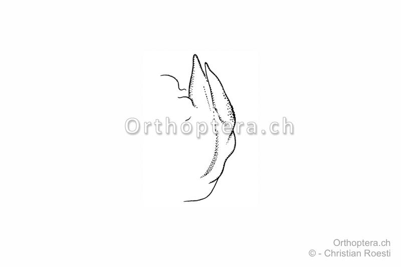 Penis von Euchorthippus elegantulus ♂ von derf Seite betrachtet.