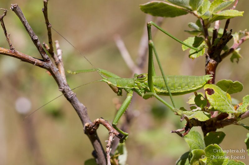 Männchen der Sägeschrecke Saga hellenica - Florina, 13.07.2012