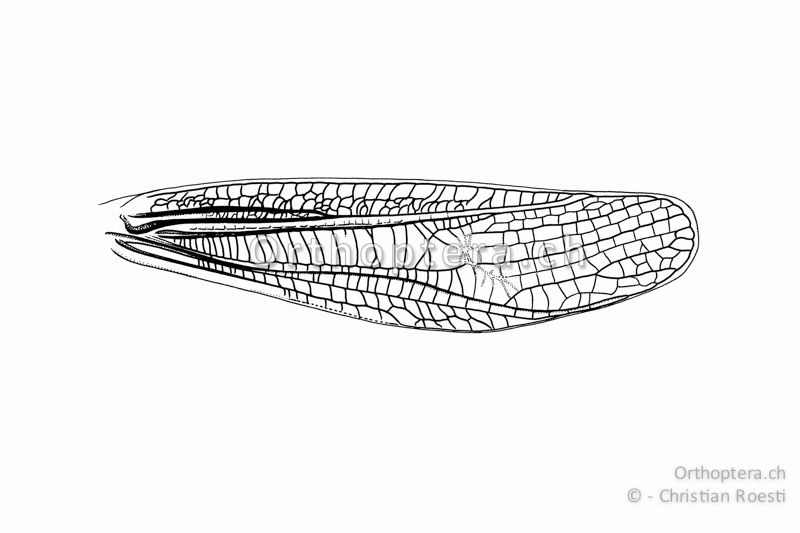 Linker Vorderflügel von Stenobothrus lineatus ♂. Das Präcostalfeld ist nicht erweitert. Deutlich erweitert und quergeadert ist das Medialfeld. Die Gesangsader (Radialader) ist s-förmig geschwungen.