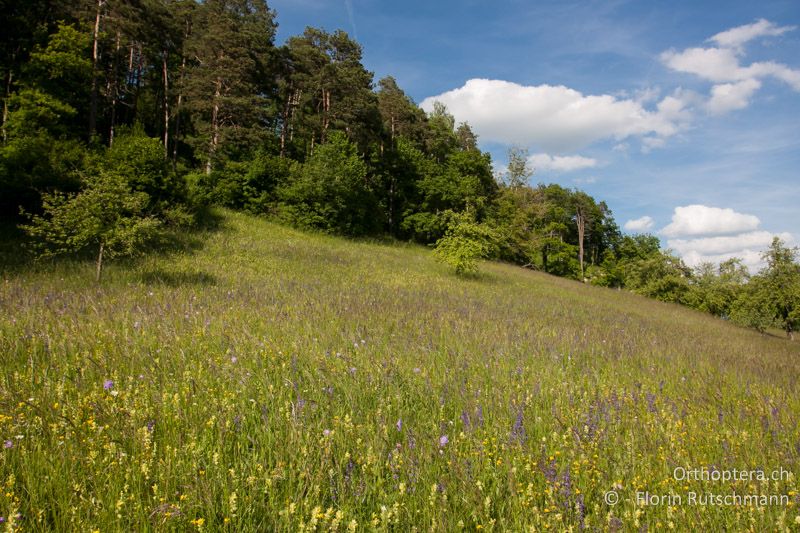 Magerwiese am Hangfuss - CH, TG, Immenberg, 05.06.2013